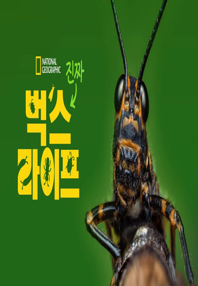 진짜 벅스 라이프 (2024)